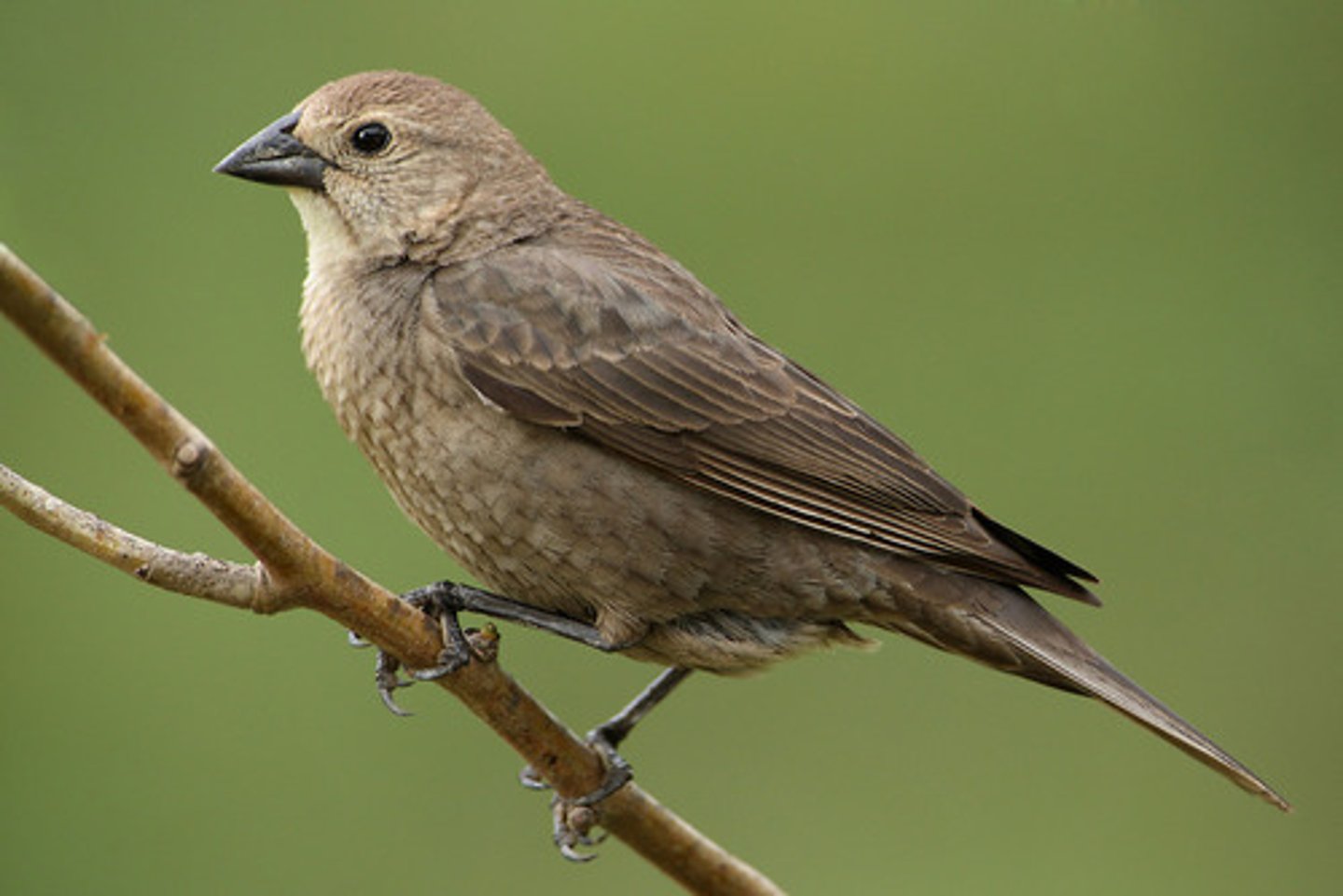 <p>Passeriformes</p><p>stout bill, dull gray-brown overall</p>