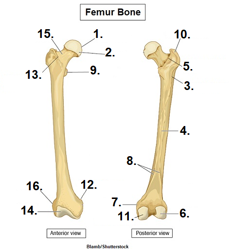 <p>what part of the femur is 1?</p>