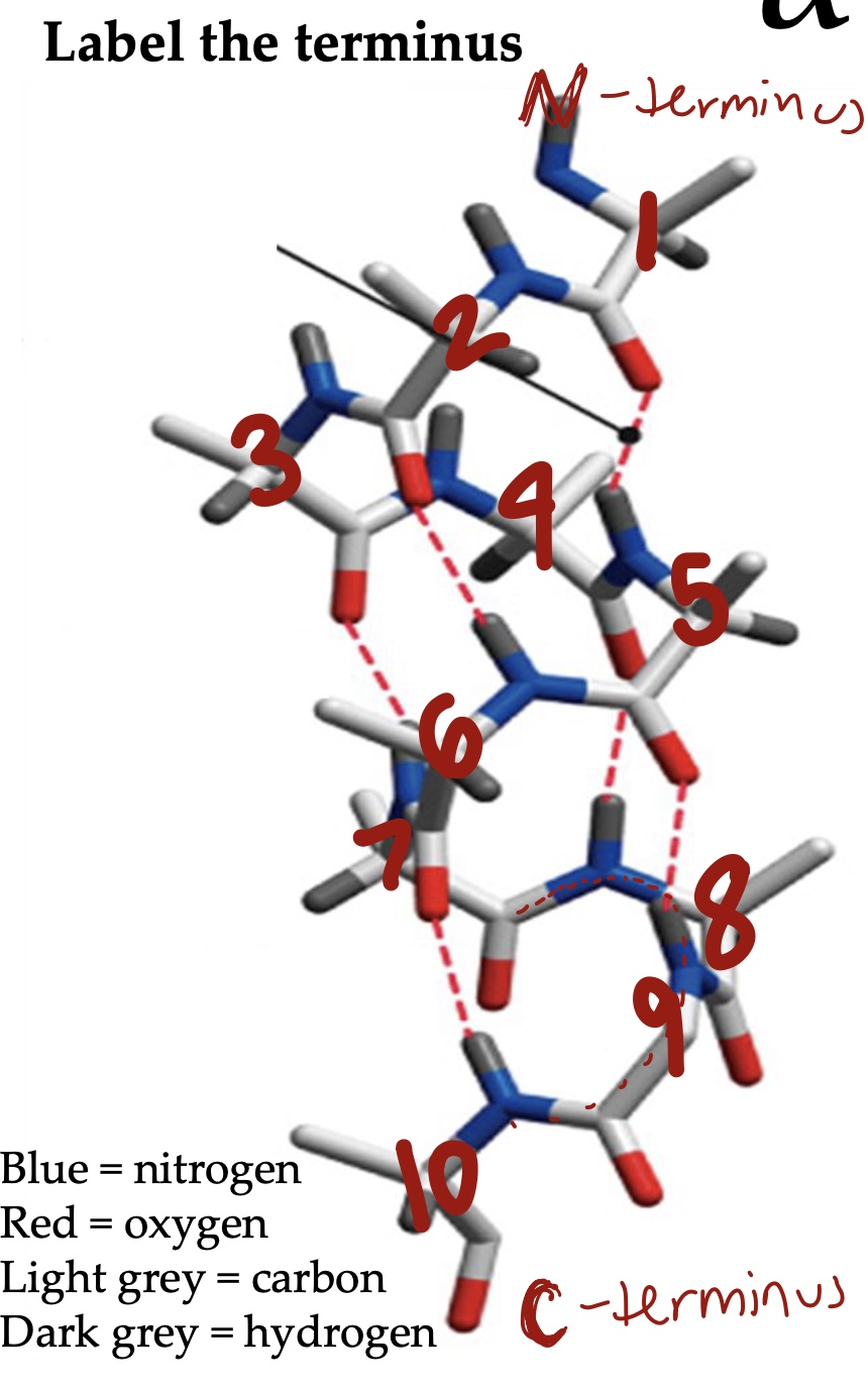 <p>Carbonyl oxygen (n), (n+4), amide hydrogen. No they do not.</p>