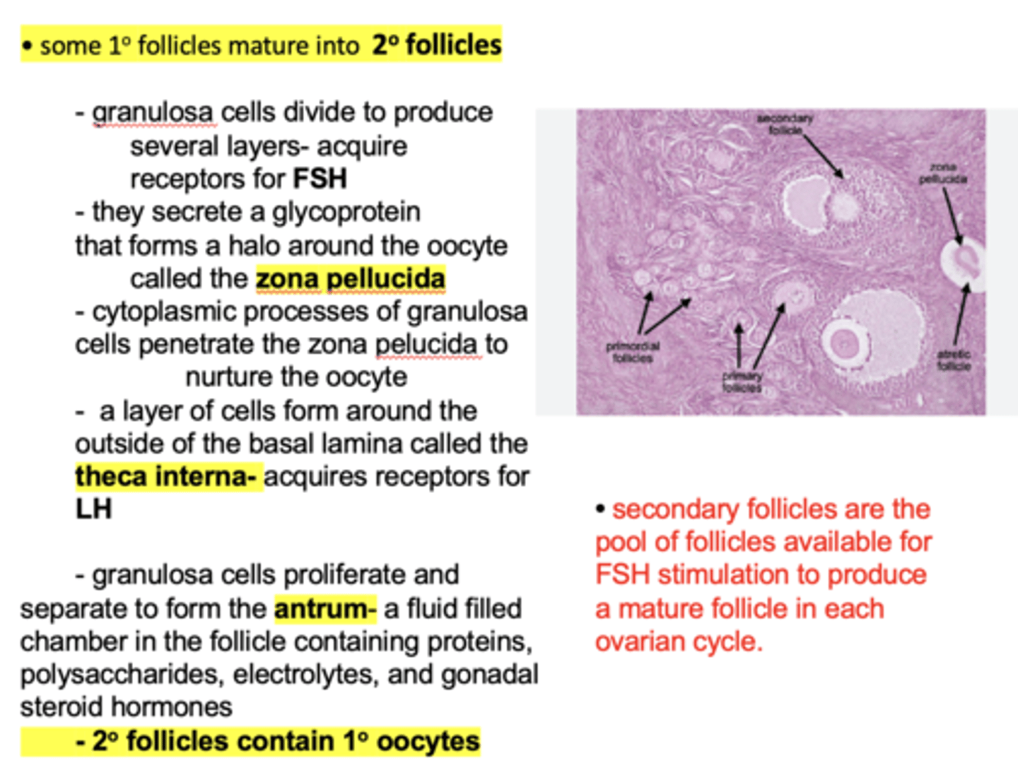 <p>secondary follicles</p>