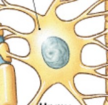 <p>What are these functions of:</p><ul><li><p>Large and most numerous</p></li><li><p>Maintain blood - brain barrier - separates blood from CNS interstitial fluid</p></li><li><p>CNS framework - cytoskeleton framework for brain &amp; spinal cord</p></li><li><p>Repair damaged neural tissue - can make structural repairs</p></li><li><p>Guide neuron development - directs growth &amp; neuron connections</p></li><li><p>Controls interstitial environment of CNS</p></li></ul><p></p>