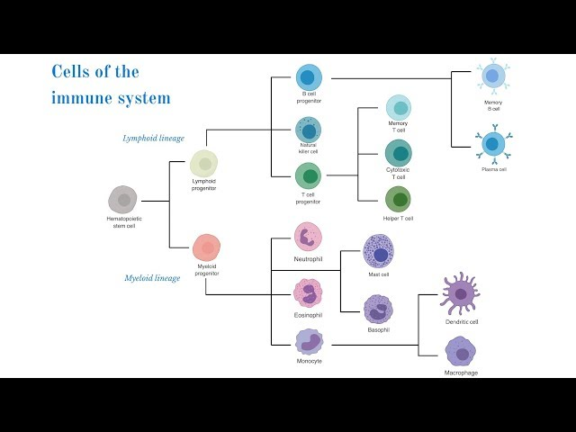 <p>HEAMOPOETIC STEM CELL </p><ul><li><p>give rise to the cells of the immune system</p></li><li><p>either lymphoid or myeloid lineage</p></li><li><p>generated in the bone marrow</p></li></ul><p></p><p>CYTOTOXIC T CELLS </p><ul><li><p>occur after the generation of active t cells </p></li><li><p>interact with the antigen on surface of cells which signal that the cell is infected </p></li><li><p>drives downstream signalling which causes the immune attack on infected cells </p><p></p></li></ul><p>MACROPHAGES </p><ul><li><p>can recognise, digest, take up pathogens and present their antigens </p><p></p></li></ul><p>B CELLS </p><ul><li><p>also recruited by dendritic cells but their role is to produce antibodies </p></li></ul><p></p><p>COMPLEMENT </p><ul><li><p>not a cell but binds to pathogens which leads to direct lysis </p></li><li><p>produced in the liver and excreted in the blood </p></li><li><p>produced in response to threat </p></li></ul><p></p>
