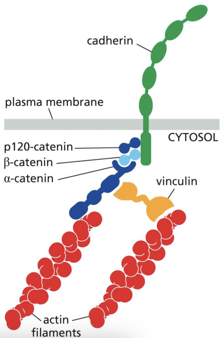 <p>Cadherin directly links to adjacent cell’s cadherins</p><p>Cadherin (inside the cell) indirectly interact with actin filaments </p><p>This causes indirect links of the actin cytoskeleton between adjacent cells → adhesion belts form. </p>