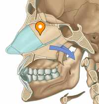 <p>Le méat supérieur…</p>