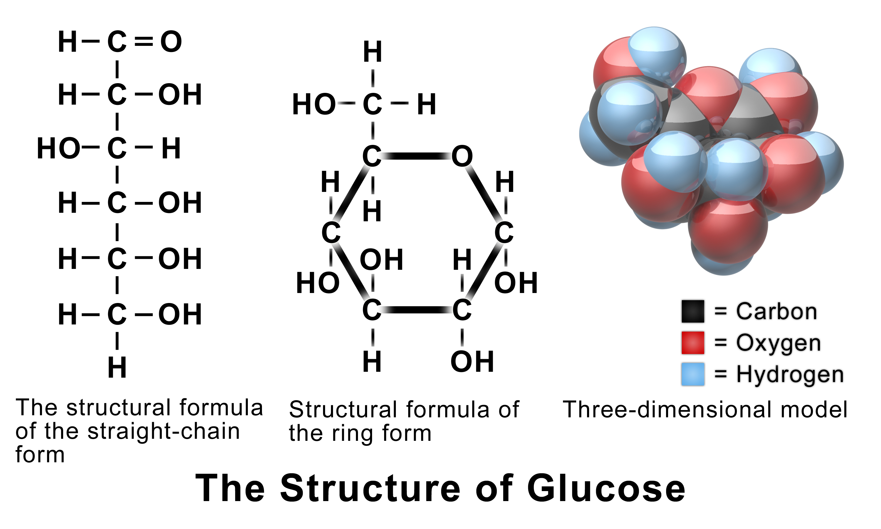<p>A simple sugar whose primary source is to fuel cells in the body. <span>It's a key product of photosynthesis and plays a crucial role in both cellular respiration and the production of ATP and NADH</span></p>