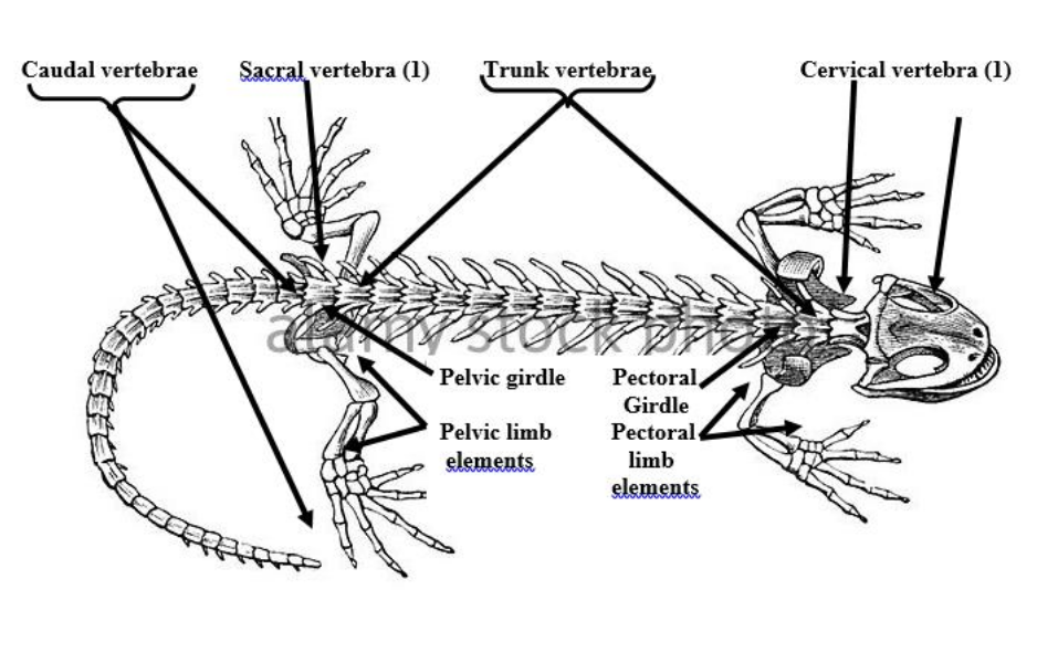 <p>There is a single one of these vertebra in salamanders and ancestral tetrapods. has a slender sacral rib.</p>
