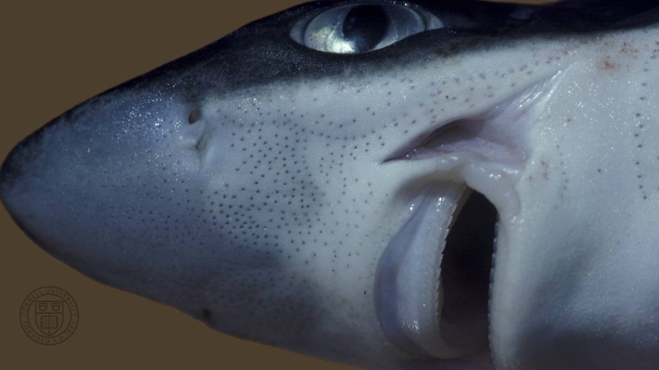 <p>Electroreception (detection of electrical fields) to help catch prey in dogfish sharks.</p>