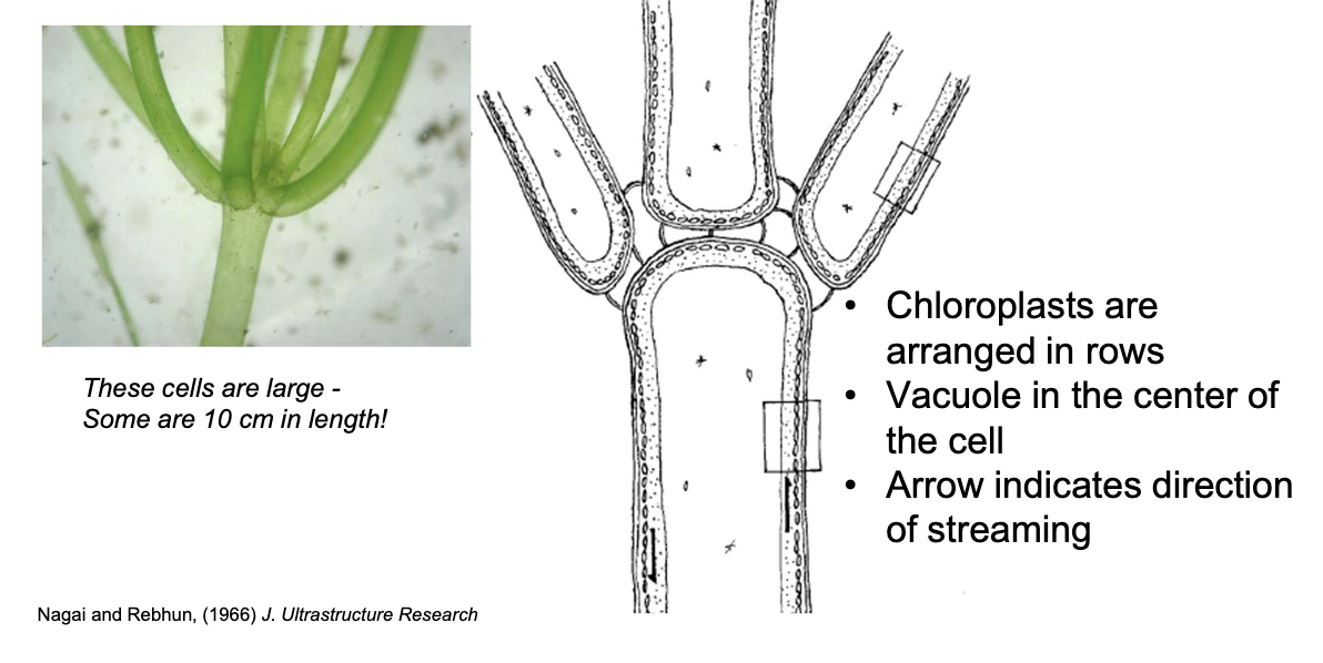 <ul><li><p>Internodal and leaf cells</p></li><li><p>Actin filaments near the cell membrane at these regions, chloroplasts arranged in rows, and a central vacuole</p></li><li><p><strong>Function</strong>: Circling chloroplasts help make energy for aquatic plants, where light sources are not as available.</p></li></ul><p></p>