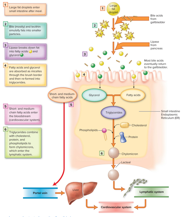 <p>Absorption occurs by the ___ ___ of the absorptive cells</p>