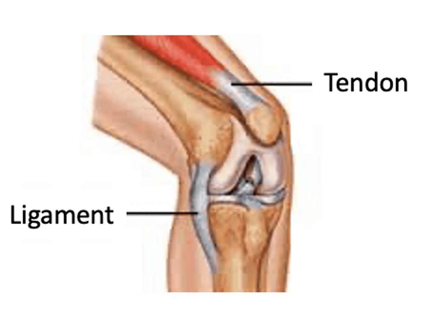 <p>have a limited blood supply</p><p>(Implication for healing?)</p><p>Dense regular connective tissue</p><p>-- Inelastic collagen fibers</p><p>-- High tensile strength</p>