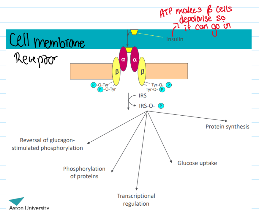 <p>Cell membrane receptor</p>