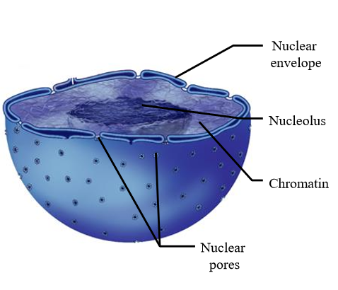 <ul><li><p>Chromatin - DNA and associarted proteins condense during cell division to form chromosomes</p></li><li><p>Nuclear envelope - doubled layered porous membrane to seperate nucleus from cytoplasm</p></li><li><p>Nuclear pores - pores in envelope that allow molecules to move in and out of the nucleus</p></li><li><p>Nucleolus - site of ribosomal RNA synthesis </p><p></p></li></ul><p></p>