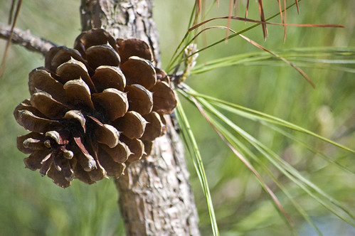 (Pinus taeda)