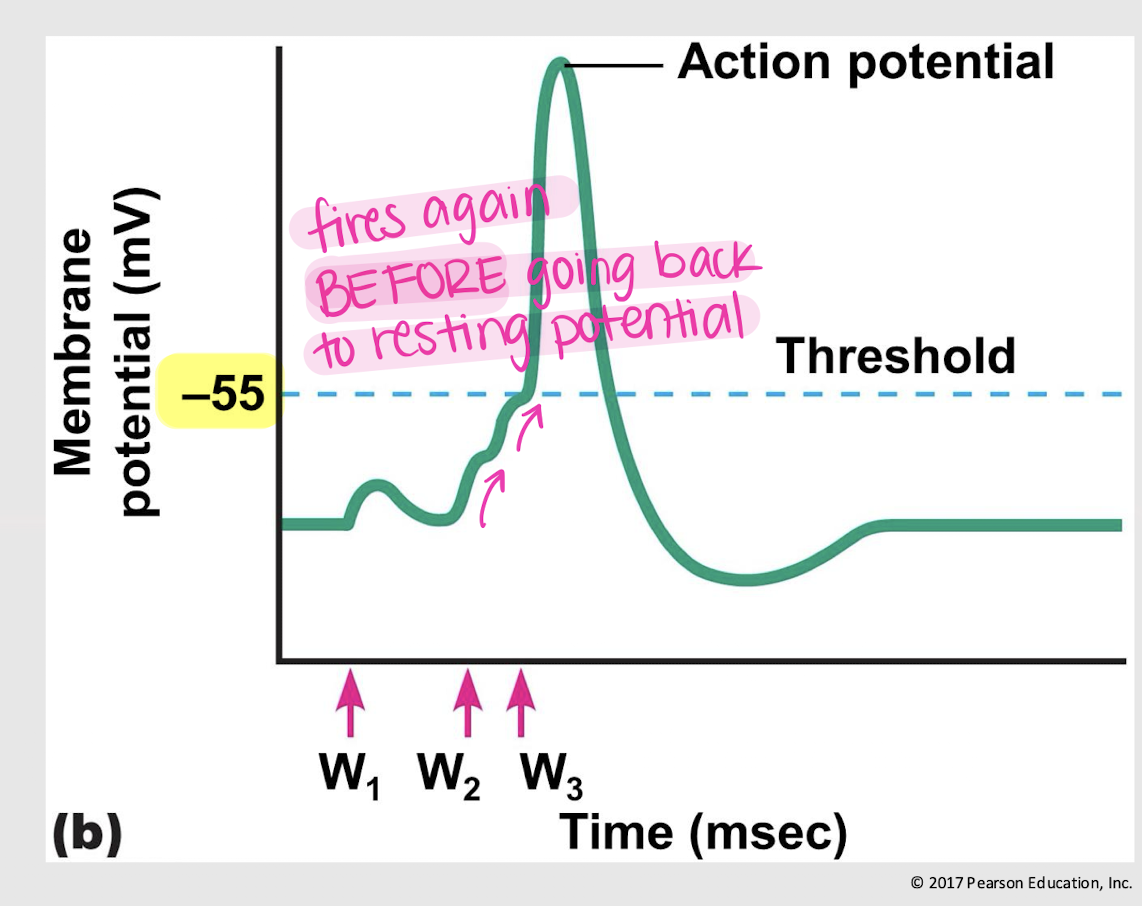 <p>temporal summation </p>