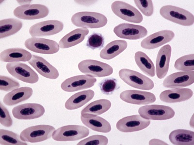 <p>What cell is this?</p>
