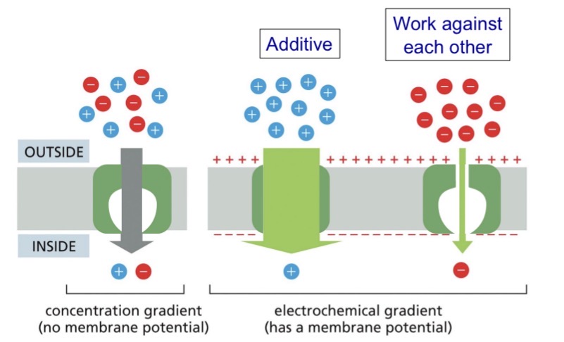 <p>Voltage and concentration gradient can work together or against for the net driving force</p><ul><li><p>Additive or work against</p></li><li><p><span style="color: yellow;">MOST of the time direction depends on concentration gradient (rate gets affected)</span></p></li></ul><p></p>