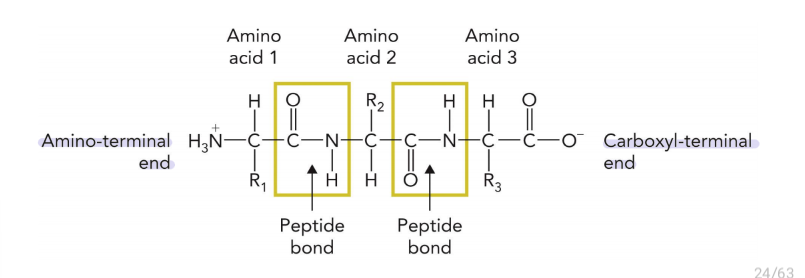 <p>amino to carboxyl</p>