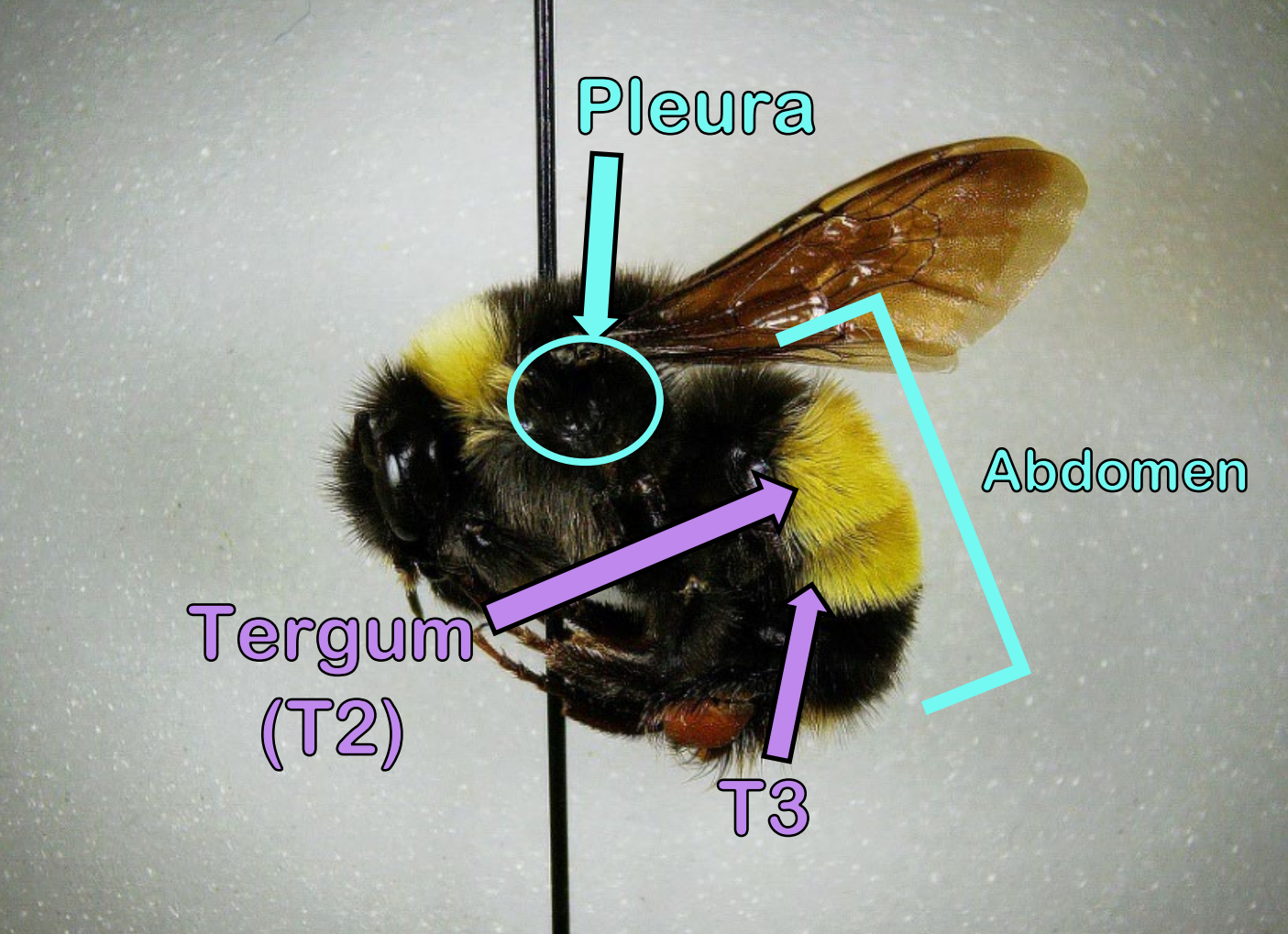 <p>side region of thorax (“armpit”)</p>