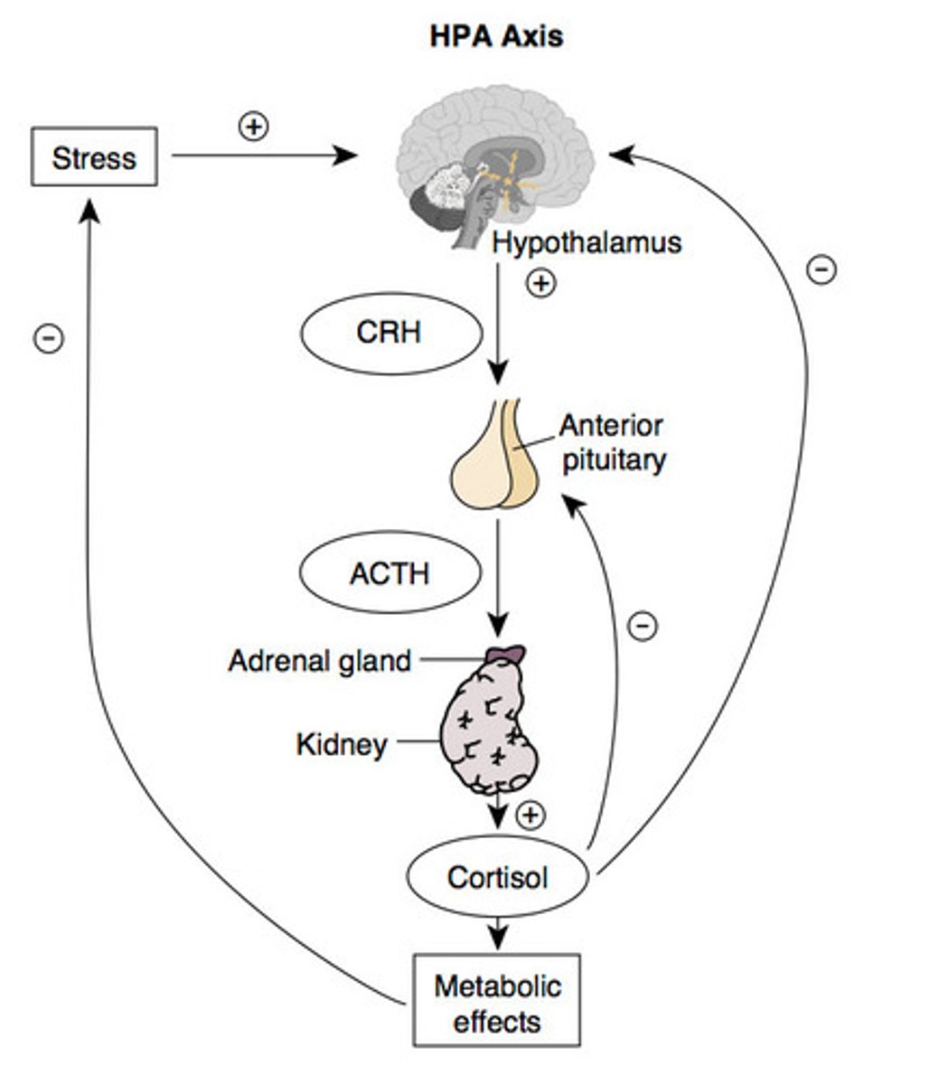 <p>The method for sustaining alert during threat:</p><p>- The amygdala activates the hypothalamus in response to stress</p><p>- the hypothalamus releases CRH into the anterior pituitary gland</p><p>- the anterior pituitary gland releases ACTH to the adrenal gland</p><p>- adrenal gland and kidney releases cortisol into the blood stream</p><p>- cortisol causes metabolic effects (suppresses sex drive, immunity, digestion, and growth)</p>