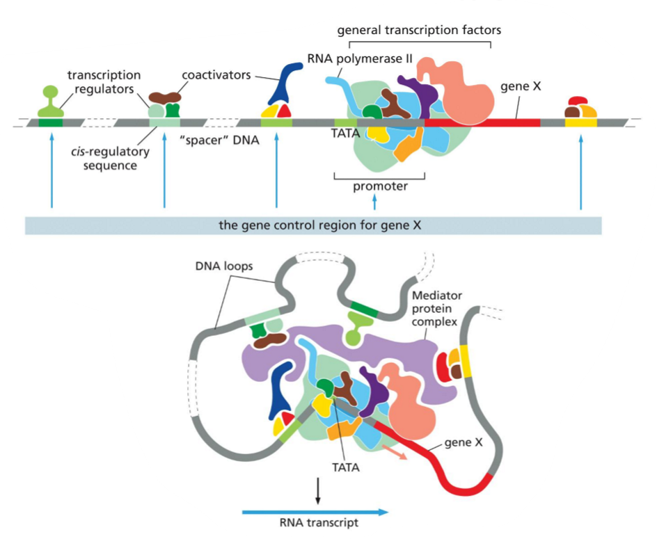<p>Use the image to explain gene regulation in eukaryotes: </p><ul><li><p>what is gene control region?</p></li><li><p>what is function of mediator?</p></li><li><p>difference between general TFs and transcription regulators?</p></li><li><p>function of co-activators and co-repressors?</p></li><li><p>final assembly of all individual components decide…?</p></li></ul><p></p>