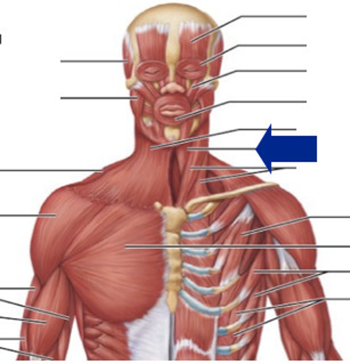 <p>origin: manubrium and medial end of clavicle</p><p>insertion: lower margin of hyoid bone</p><p>action: depresses larynx and hyoid bone when acting with sternothyroid and omohyoid; may also flex skull if mandible is fixed</p>