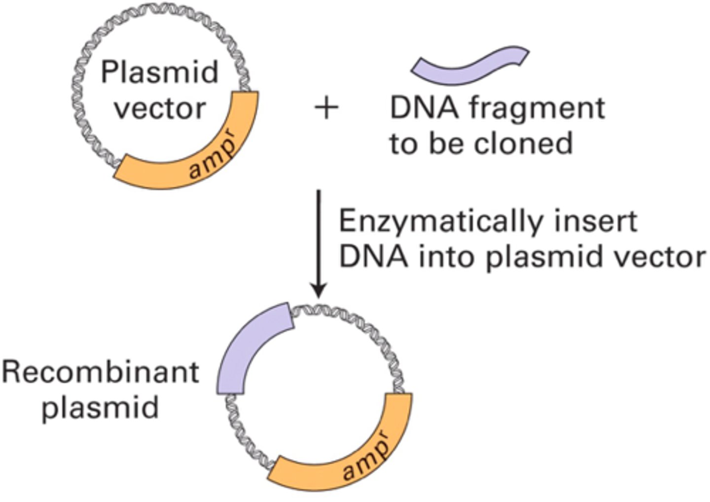 <p>introduction of foreign DNA into a host cell allows it to be replicated by host machinery</p><p>- cellular DNA is cleaved with a specific restriction enzyme</p><p>- the DNA fragment is then joined to a DNA vector molecule (cloning vector) to form a recombinant using DNA ligase</p>