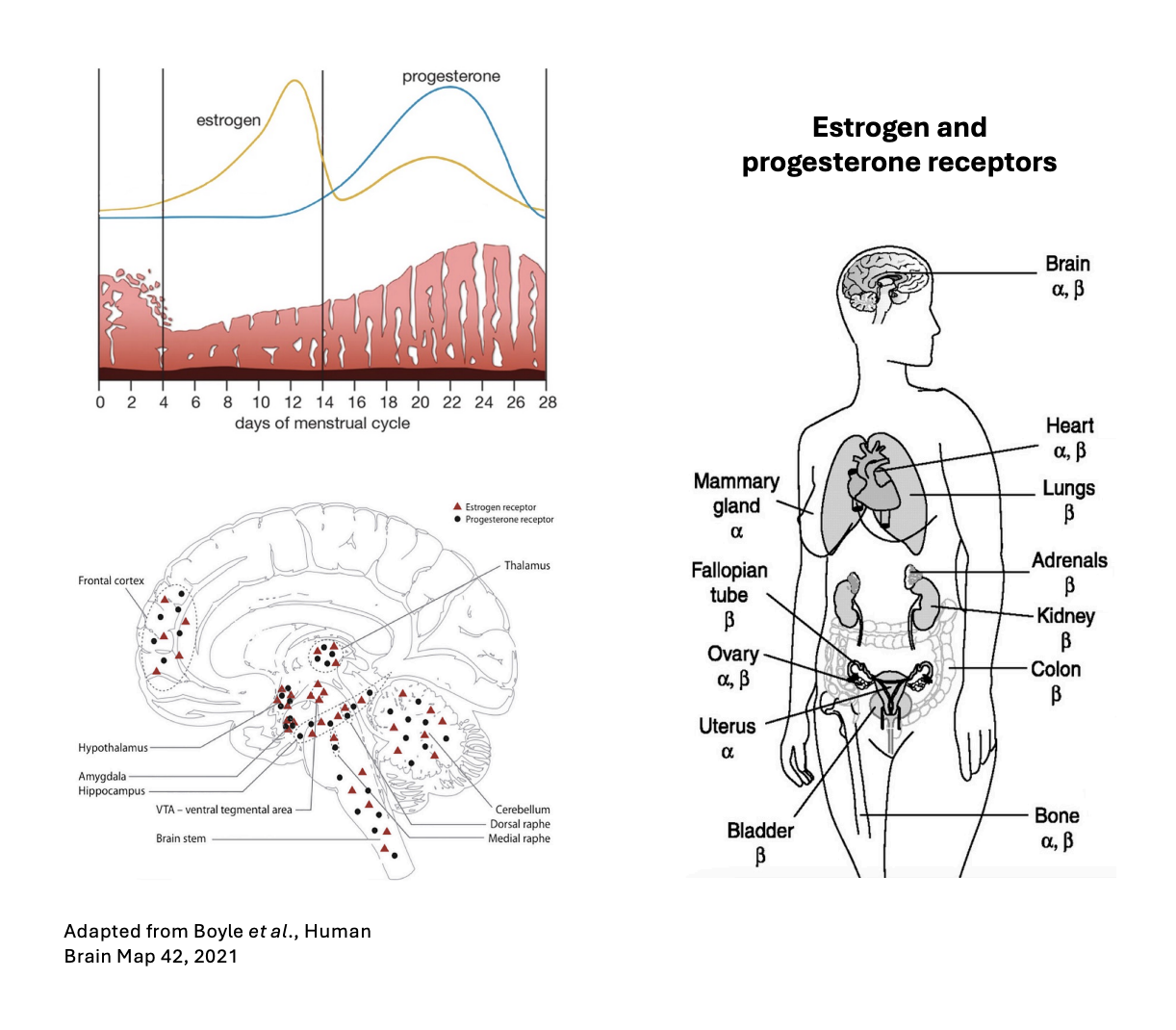 <ul><li><p>most other organs have steroid receptors</p></li><li><p>rise and fall in progesterone and estrogen give rise to premenstral symptoms in 60-70% of women</p></li><li><p><strong>Premenstrual dysphoric disorder PMDD</strong></p><ul><li><p>irritability, mood, anxiety, fatigue, concnetrtaion, eating, sleeping</p></li></ul></li><li><p><strong>Athletic performance</strong></p><ul><li><p>especially in elite athletes</p></li></ul></li></ul><p></p>