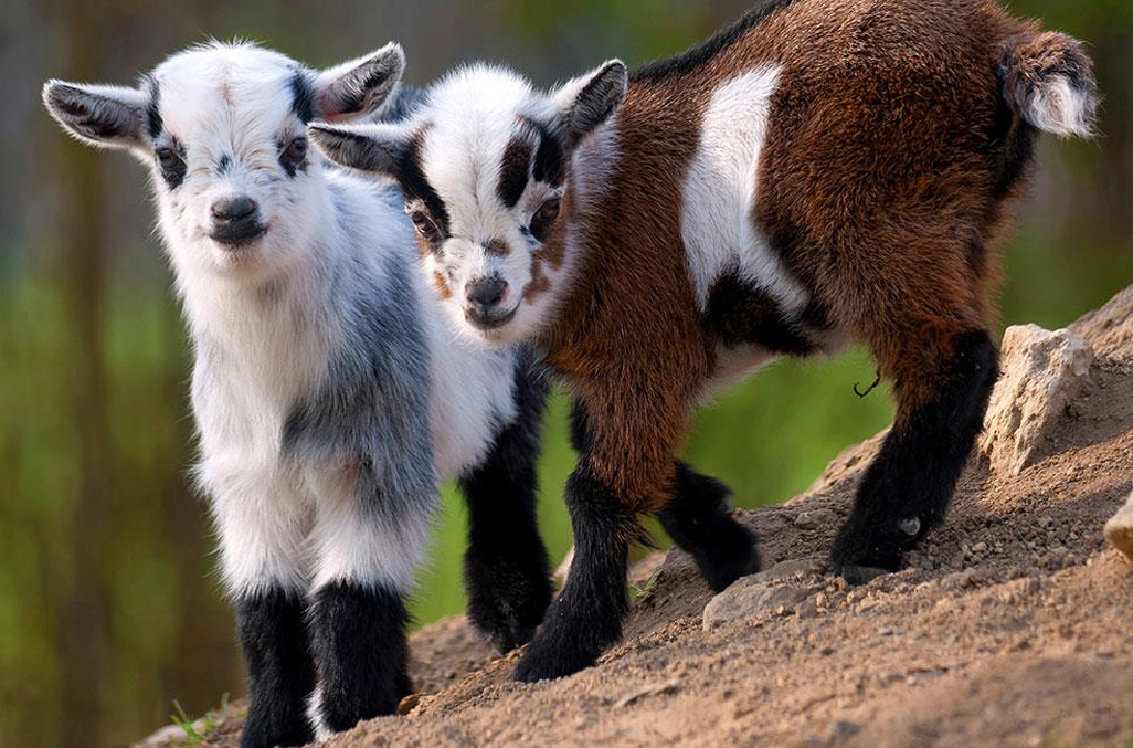<p>What Goat is this?</p>