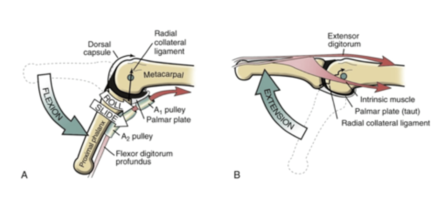 <p>Same roll and glide</p><p>To improve joint arthrokinematics perform:</p><p>Anterior for flexion</p>