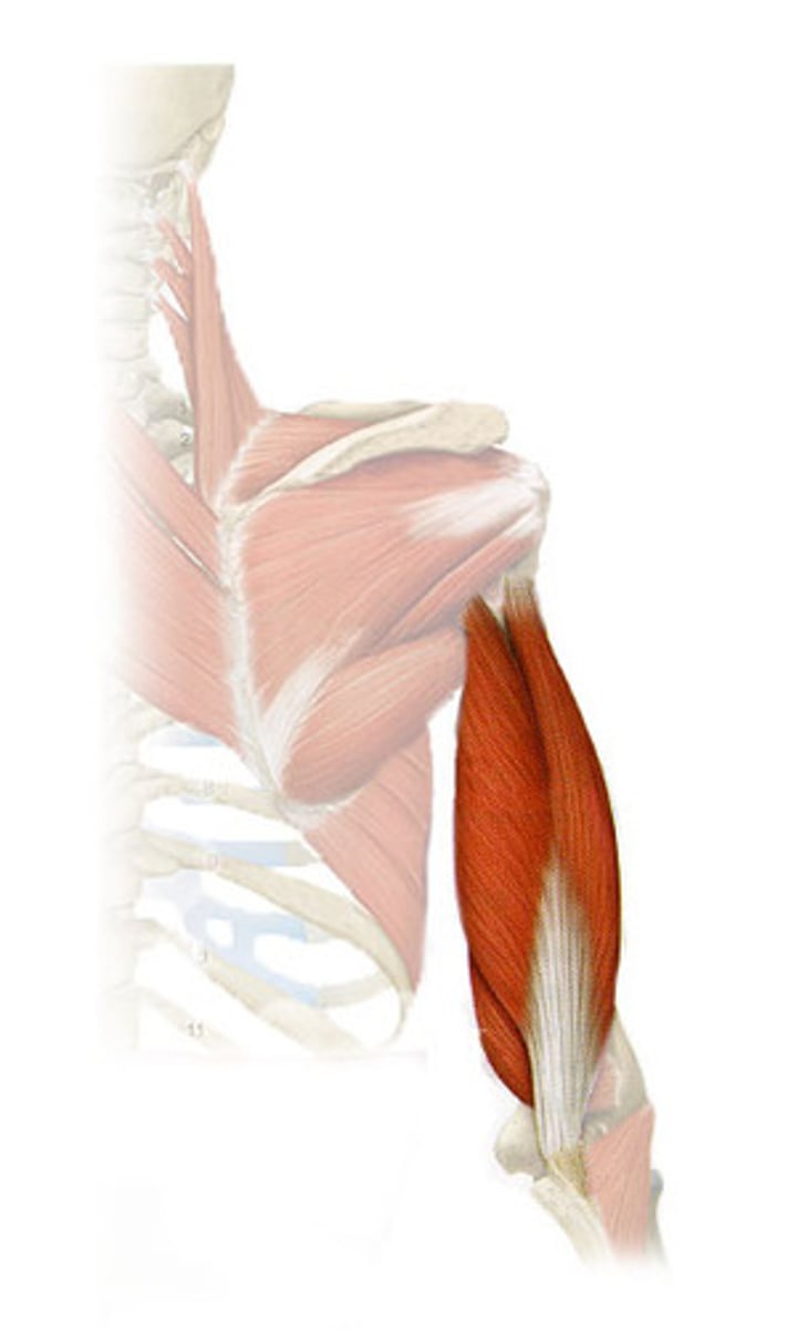 <p>Muscle that extends the elbow</p><p>arms and shoulder muscles</p>