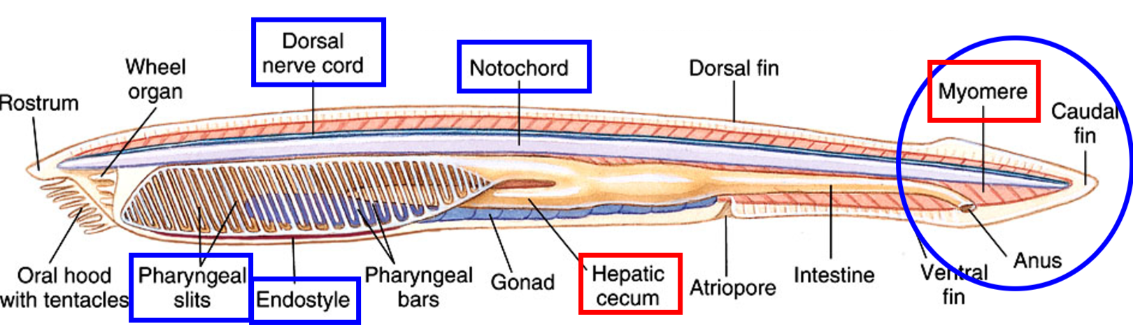 <p>Lancelets </p><ul><li><p>no chambered heart </p></li><li><p>water enters mouth, passes pharyngeal slits &amp; exits through atriopore </p></li><li><p>food trapped in mucus → intestine </p></li></ul><p></p>
