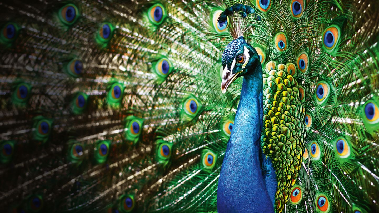<p>Pfau</p>