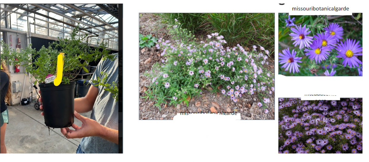 -light purple
-leaves fragrant when crushed
-bigger gaps between leaves
-shorter, do not spread as wide