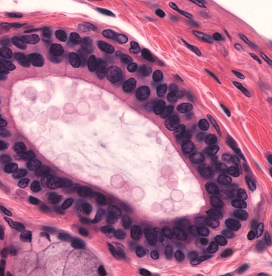 <p>what type of cell is this?</p>