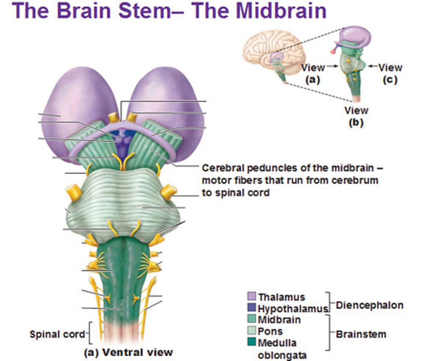 <p>two stalks that attach the cerebrum to the brainstem</p>