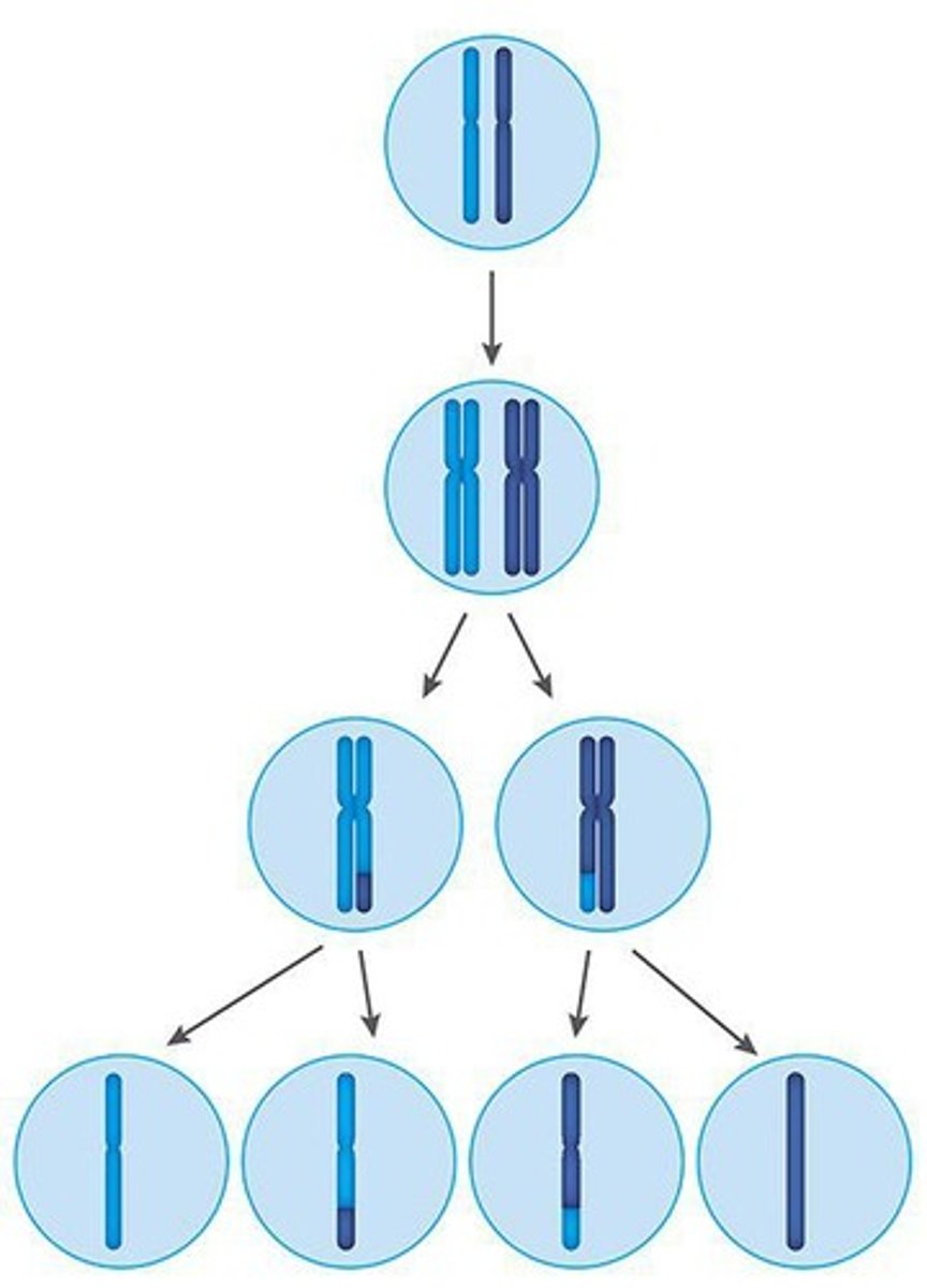 <p>To reduce the chromosome number by half and create genetic diversity.</p>