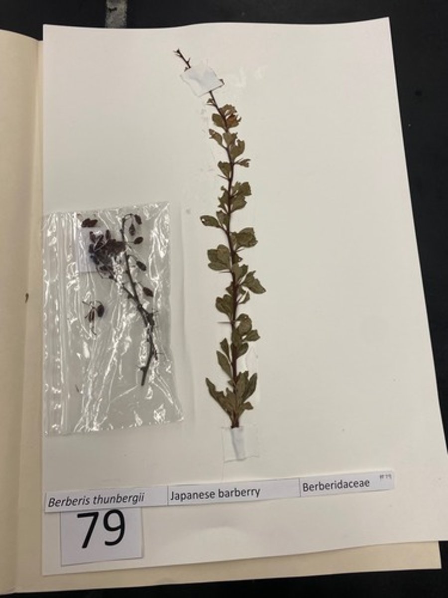 <p>Berberis thunbergii (Berberidaceae)</p>