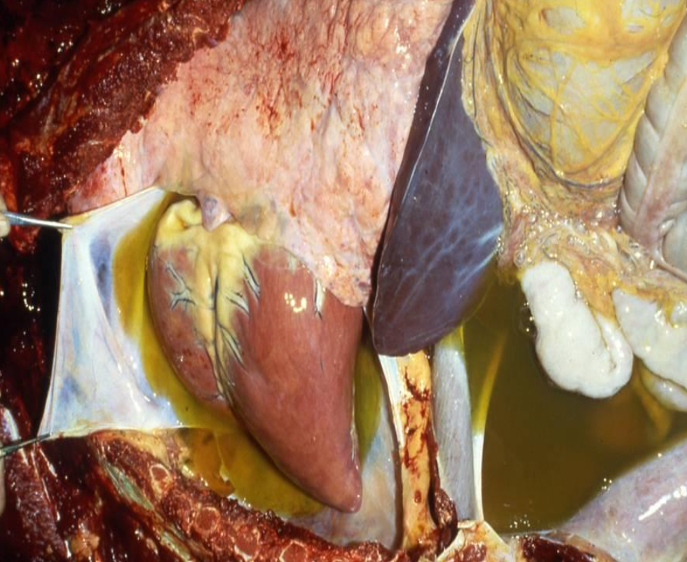 <p>may see none or subtle due the acute, left and right heart failure, centrilobular necoriss, kidney damage, pale streaking in skeletal muscle </p>