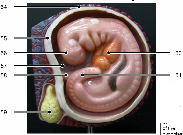 <p>Identify the structures of a ~4.5 week embryo labelled 54-61</p>