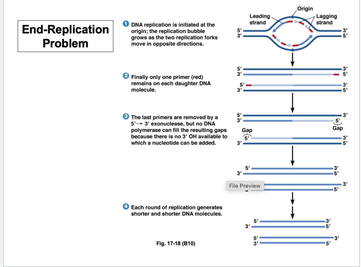 <p></p><ul><li><p>Origins of replication </p><ul><li><p>Leading strands</p></li><li><p>Lagging strands - Okazaki fragments </p></li></ul></li><li><p>There needs to be a primer for which DNA synthesis begins - that primer is a molecule of RNA that is annealing to the template strand </p><ul><li><p>The polymerase recognizes the RNA primer and uses the template strand of DNA to synthesize the complementary strand of DNA </p></li><li><p>The RNA primer has to proceed where DNA synthesis will begin </p></li></ul></li><li><p>However, what happens at the end of the chromosome? </p></li></ul><p></p>