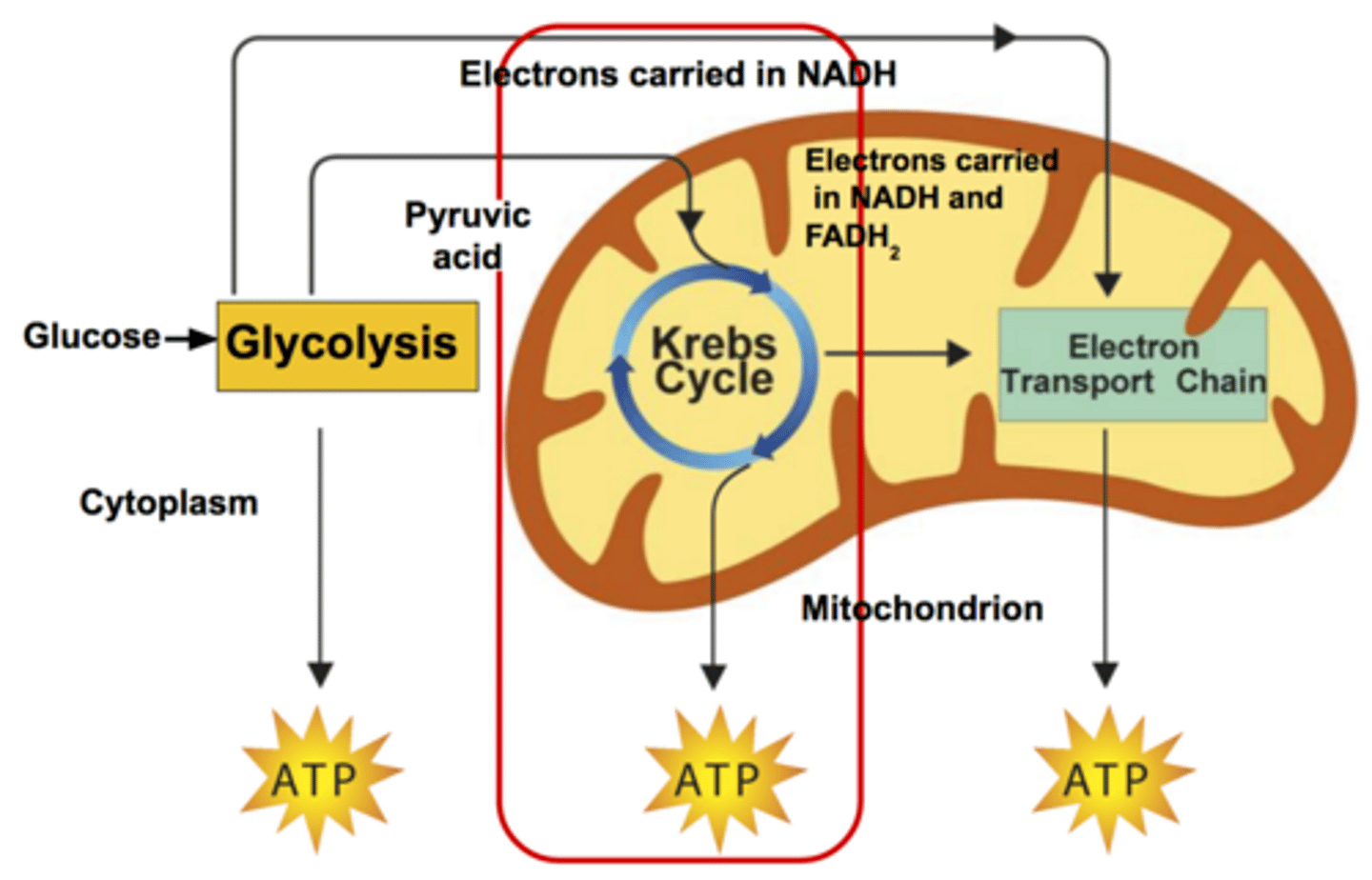 <p>Occurs in the fluid-filled matrix of the mitochondria</p>