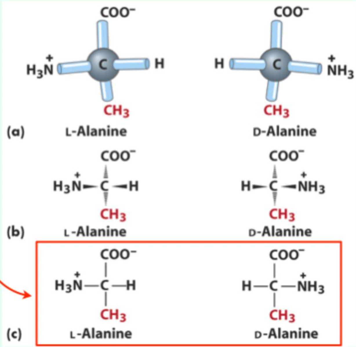 <p><strong>Vertical</strong> substituents</p>