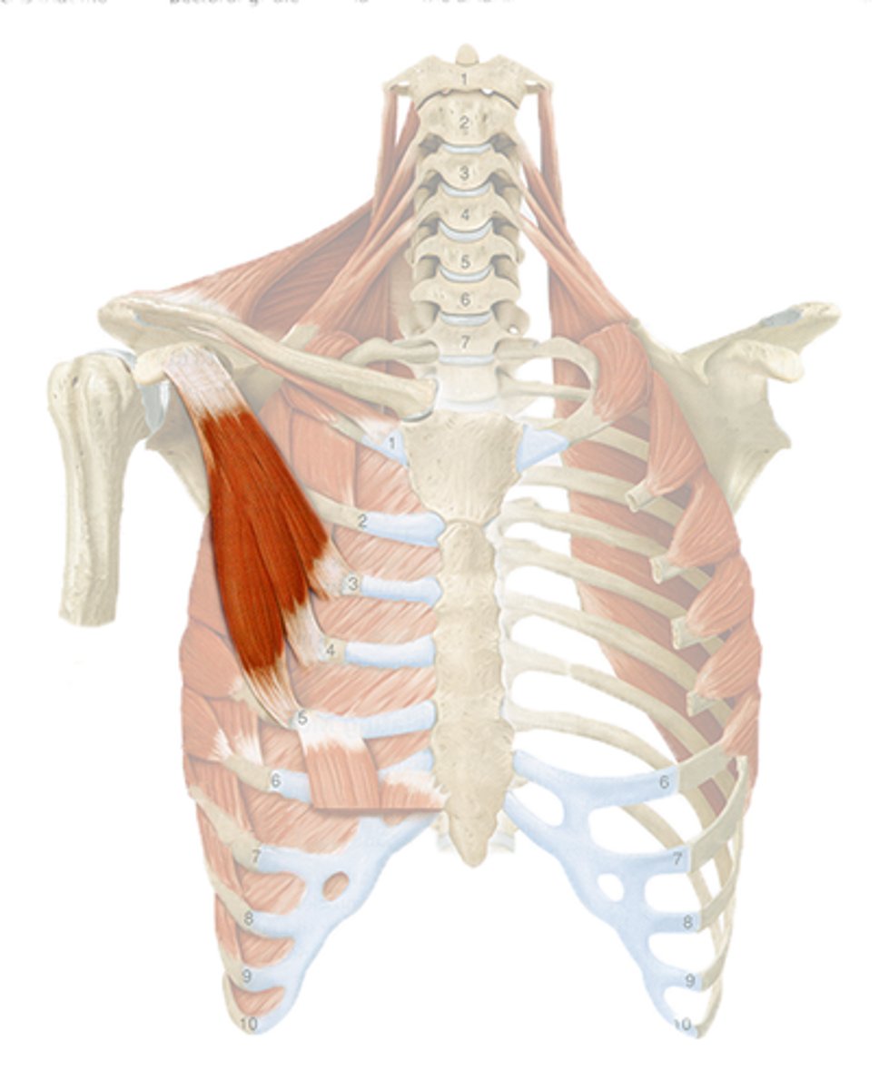 <p>scapular stabilizer, pulls scapula forward</p>