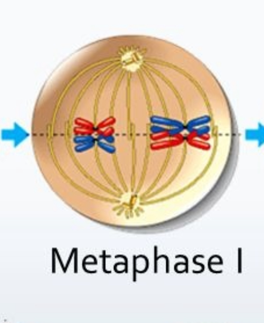 <ul><li><p>Random orientation of homologous chromosomes on the equator</p></li><li><p>Spindle microtubules attach</p></li></ul><p></p>