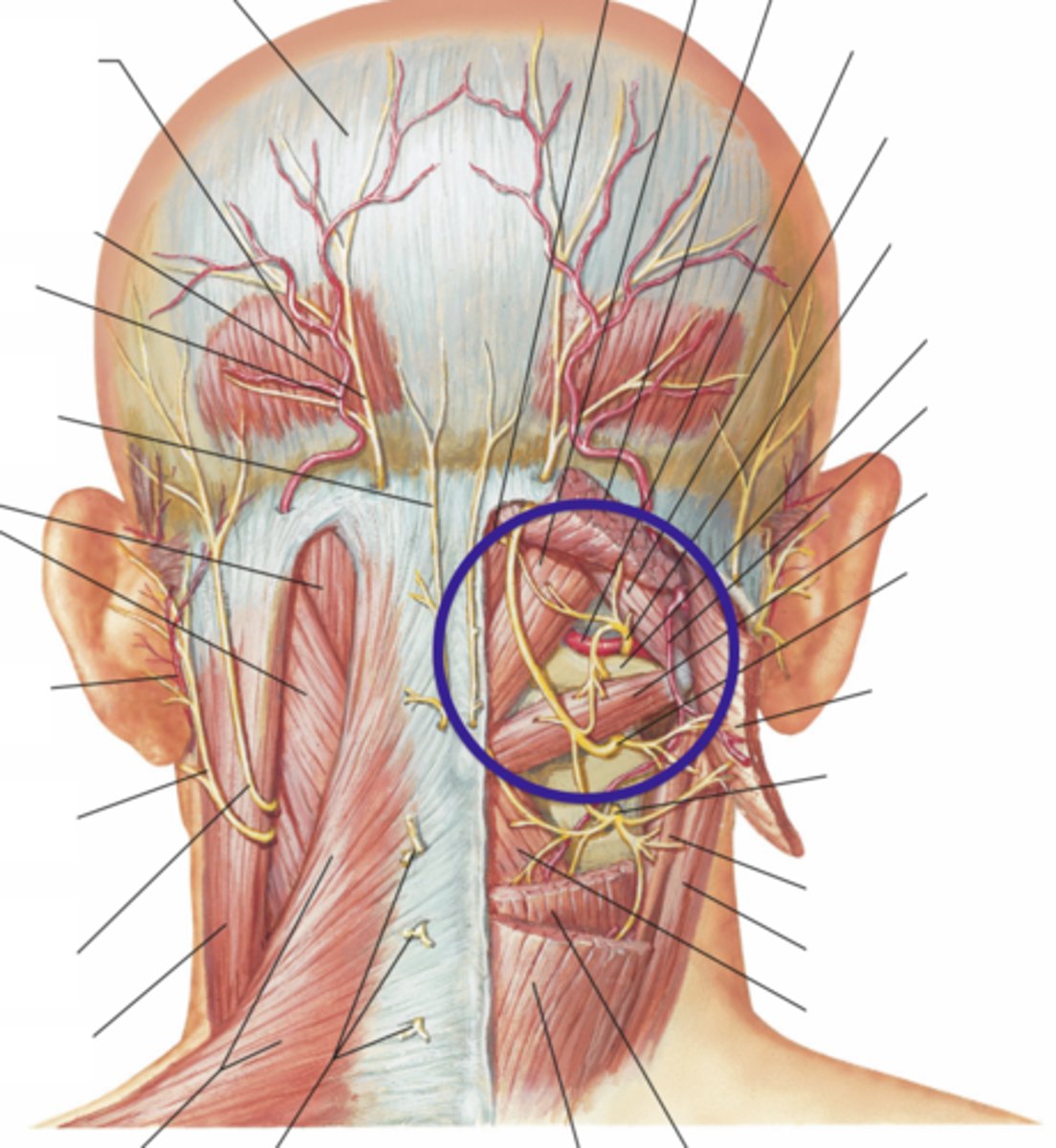 <p>significant amount of muscle in the subocciptal space</p><p>unable to differentiate between specific muscles</p>
