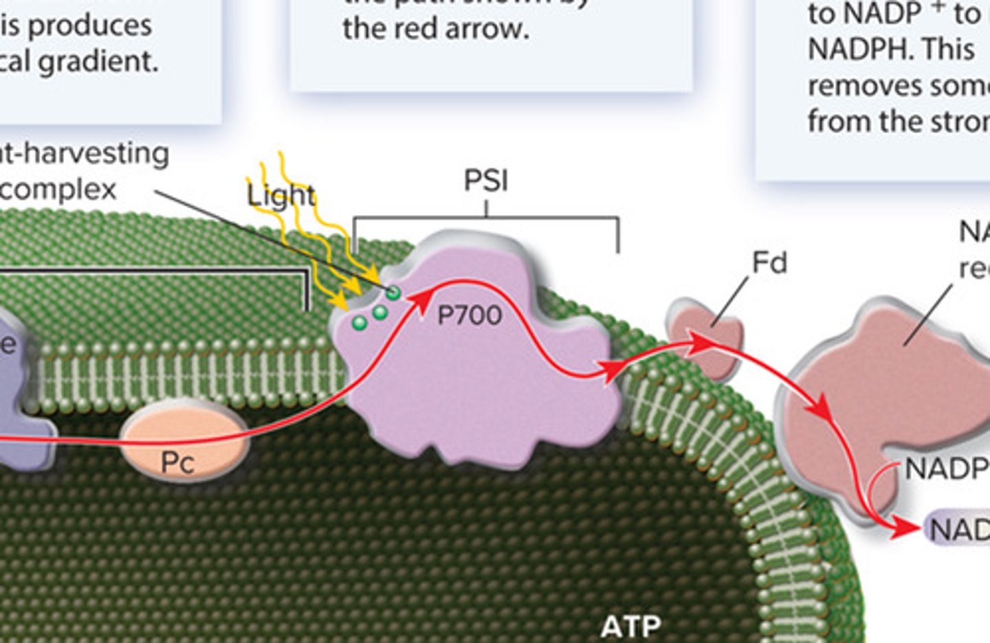 <p>electrons from PSII eventually reach PSI, where a second input of light boosts them to a very high energy level. they follow the path shown by the red arrow.</p>