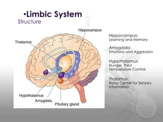 <p><strong>a set of structures in the brain that deal with emotions and memory</strong><span>. It regulates autonomic or endocrine function in response to emotional stimuli and also is involved in reinforcing behavior .</span></p>