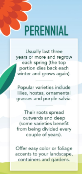<p><span>Plants that regrow/survive for several years—reproduce multiple times and the plant above ground dies in the winter, but new growth appears in the following spring.</span></p>