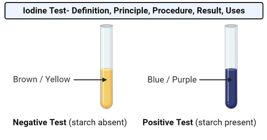 <ul><li><p>Place 2cm³ of the sample being tested into a test tube.</p></li><li><p>Add two drops of iodine solution and shake or stir.</p></li><li><p>Positive - blue/black.</p></li></ul>