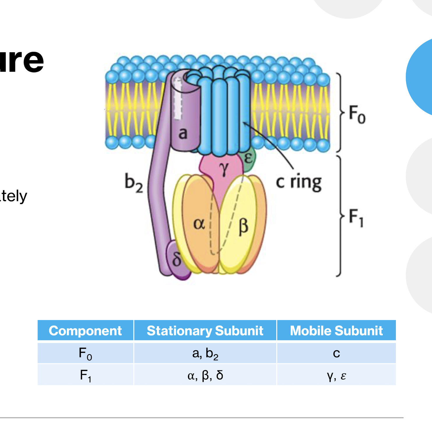 <p>F1 Portion (matric, catalytic part)</p><ul><li><p>3 a subunits, 3 B subunits arranged alternating</p><ul><li><p>B subunits are catalytic</p></li></ul></li><li><p>Central Gamma Subunit (rotating shaft)</p></li><li><p><strong>δ</strong> subunit (connexts F1 to F0)</p></li><li><p><strong><span>ε</span></strong><span> subunit (regulatory)</span></p></li></ul><p>F0 Portion (Membrane embedded)</p><ul><li><p>c-ring (rotar)</p></li><li><p>subuit with proton channels</p></li><li><p>b2 subunit (Stator)</p></li></ul><p></p>